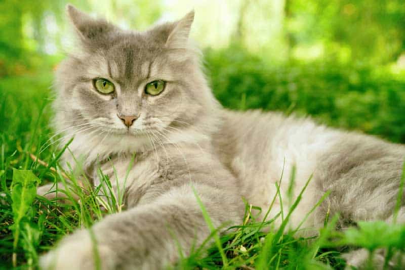 How long do ragdoll cats live?