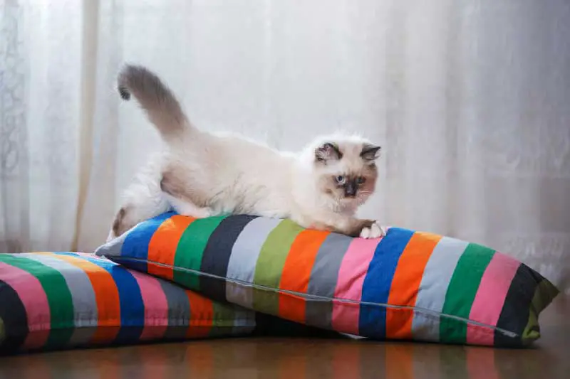 Can a ragdoll cat be left alone?
