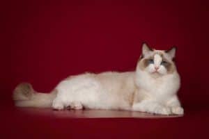 How Long Do Indoor Ragdoll Cats Live?