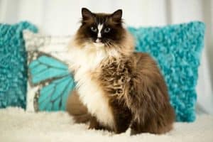10 Ragdoll Cat Facts Every Cat Lover Should Know