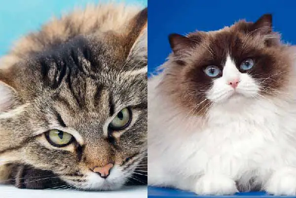 Ragdoll or Siberian Cats What’s the difference?