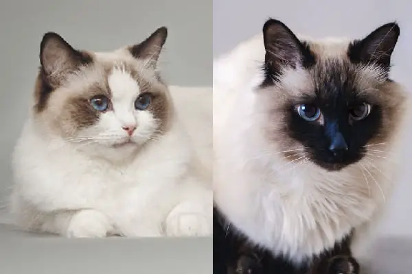 Ragdoll vs Balinese Cats What's the Difference