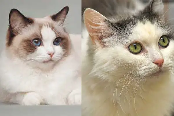 Ragdoll vs Ragamuffin Cats What’s the Difference?